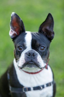 Boston korkunç yakın çekim. Kuzey Kaliforniya'da kira kontratı köpek parkı.