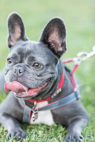 Blue Male French Bulldog Pauză Tanarul Francez Intins Limba Iarba — Fotografie, imagine de stoc