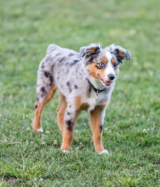 Blue Merle Australian Shepherd Puppy Standing Parc Pour Chiens Sans — Photo