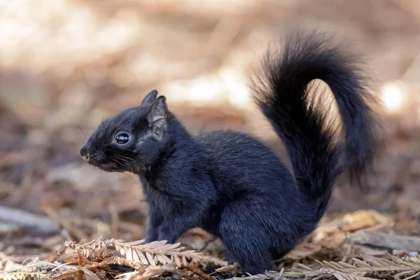 Color Morphed Eastern Gray Squirrel Details Santa Clara County California — Stock Photo, Image