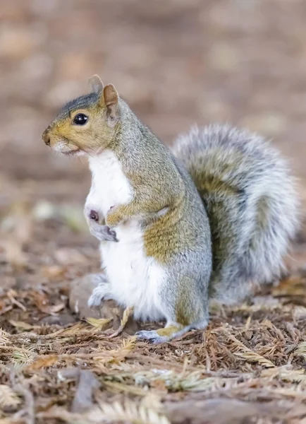 Itäinen Harmaa Orava Näyttää Valkoista Alapuoltaan Santa Claran Piirikunta Kalifornia — kuvapankkivalokuva