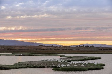 Büyük beyaz pelikan sürüsü içinde koruluklar, Baylands doğa korumak günbatımı gökyüzü ile tünemiş. Palo Alto, Santa Clara County, Kaliforniya, ABD.
