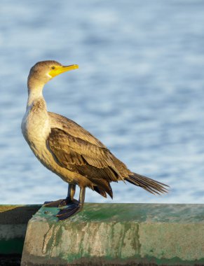 Çift Tepeli karabatak, çocuk. Baylands doğa korumak, Santa Clara County, Kaliforniya, ABD.