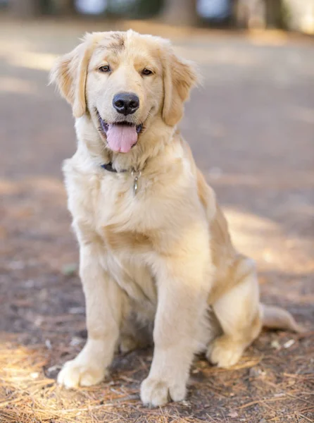 Golden Retriever Cachorro Macho Sentado Mirando Cámara Parque Perros Sin — Foto de Stock