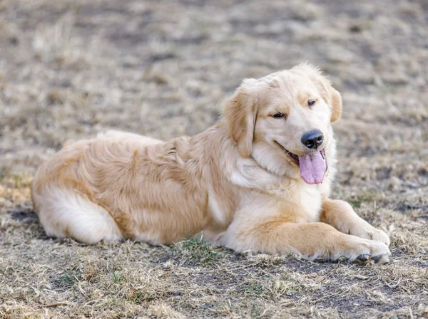 Golden Retriever Puppy Male Lying Leash Dog Park Northern California — Stock Photo, Image