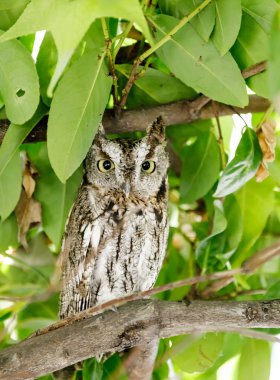 Coastal Great Horned Owl, juvenile, in the wild. Redwood City, San Mateo County, California, USA. clipart