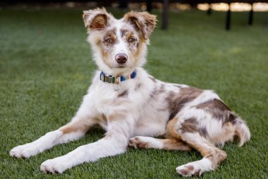 Kırmızı Merle Avustralyalı çoban aşağı yalan ve kameraya bakarak köpek yavrusu. Kuzey Kaliforniya'da uzakta-kira kontratı park.