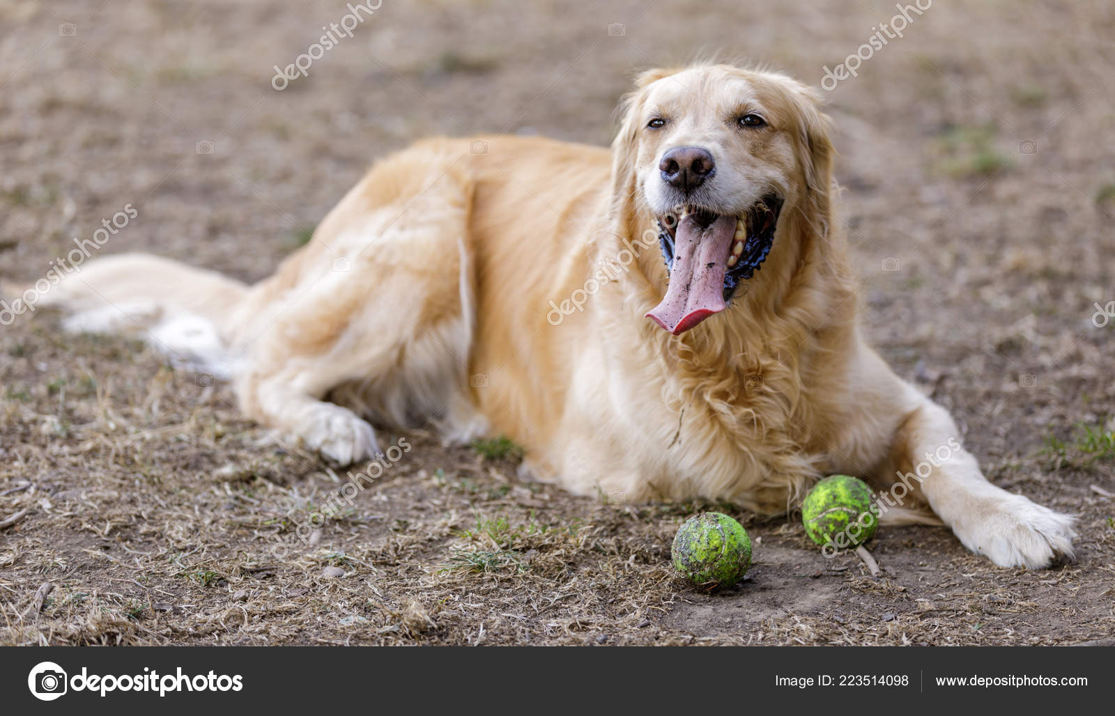 Golden Retriever Male Adult Resting Next Tennis Balls Leash Dog Stock Photo Image By C Yhelfman 223514098