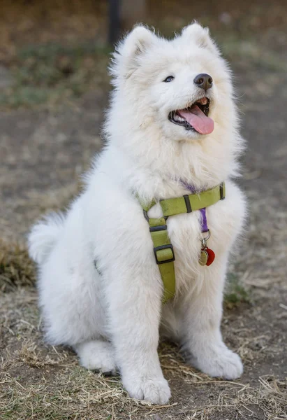 Chien Samoyed Chiot Femelle Assis Levant Les Yeux Parc Sans — Photo