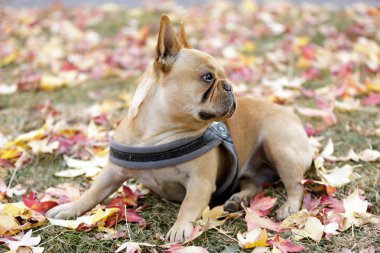Curious French Bulldog young male in autumn background. Off-leash dog park in Northern California. clipart