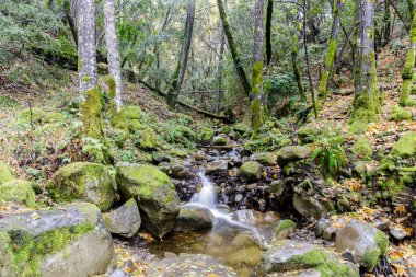 İlk yağmur ardından alt düştü. Uvas Canyon İlçe Park, Santa Clara County, Kaliforniya, ABD.
