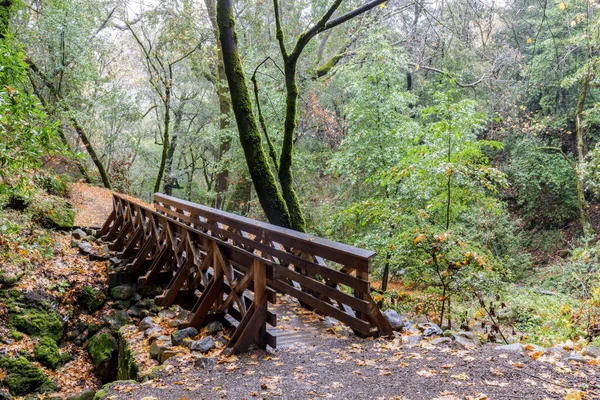 Puente Peatonal California Live Oak Forest Uvas Canyon County Park — Foto de Stock