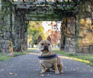 Young French Bulldog sitting in front of stone gateways. Mountain View Cemetery, Oakland, California, USA. clipart