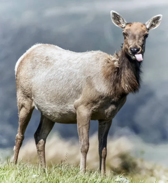 Tule Ελαφιού Cervus Canadensis Nannodes Ενηλίκων Αγελάδα Βοσκή Διατήρηση Tomales — Φωτογραφία Αρχείου