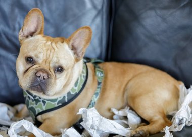Young French Bulldog male lying down on sofa with his paper shredded background.  Many dogs like to tear things up. Shredding paper is great fun for dogs, and they do not see the harm in it, especially as it provides an outlet for their energy. clipart