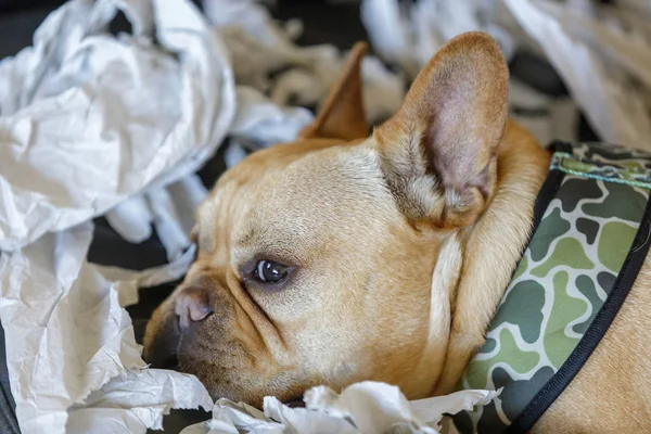 Frenchie resting from paper shredding enjoyment.  Many dogs like to tear things up. Shredding paper is great fun for dogs, and they do not see the harm in it, especially as it provides an outlet for their energy.