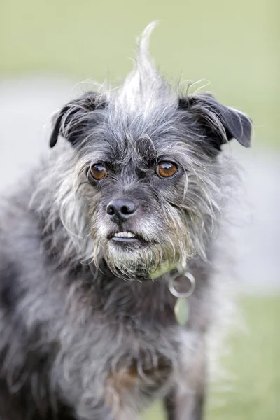 Korkunç Mix Köpek Portre Kuzey Kaliforniya Uzakta Kira Kontratı Park — Stok fotoğraf