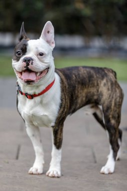 French Bulldog and Boston Terrier cross breed (