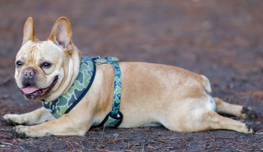Genç erkek Fransız kurbağa bacakları stiliyle dinleniyor. Kuzey Kaliforniya'da uzakta-kira kontratı köpek parkı.