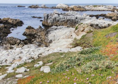 Wildflowers and Rocky Shore of Asilomar State Beach. Pacific Grove, Monterey County, California, USA. clipart