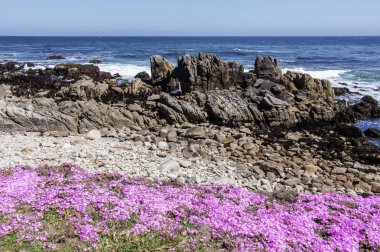 Kır çiçekleri ve Asilomar kayalık sahil devlet plaj. Pacific Grove, Monterey County, Kaliforniya, ABD.