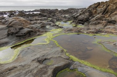 Tafoni rock onun fasulye içi boş devlet Beach. San Mateo County, Kaliforniya, ABD.