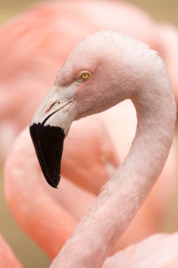 Baş ve boyun Şili Flamingo (Phoenicopterus chilensis). San Francisco Zoo, Kaliforniya, ABD.