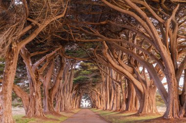 Servi ağacı tünel içinde altın ışık gündoğumu sırasında boyalı. Point Reyes Milli Seashore, Marin County, Kaliforniya, ABD.