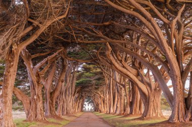 Cypress Tree Tunnel painted in golden light during sunrise. Point Reyes National Seashore, Marin County, California, USA. clipart