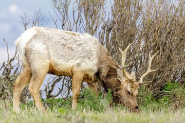 Tule Elk Bull Adult Grazing. Point Reyes National Seashore, Marin County, California, USA.