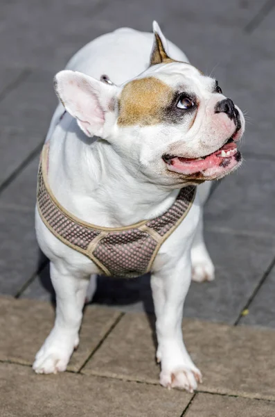 Bulldog Francés Multicolor Hembra Pie Mirando Hacia Arriba Parque Perros —  Fotos de Stock