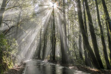 Sabah güneş ışınları kıyı Redwoods aracılığıyla. Büyük havza Redwoods State Park, Santa Cruz County, Kaliforniya, ABD.