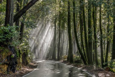 Sabah güneş ışınları kıyı Redwoods aracılığıyla. Büyük havza Redwoods State Park, Santa Cruz County, Kaliforniya, ABD.