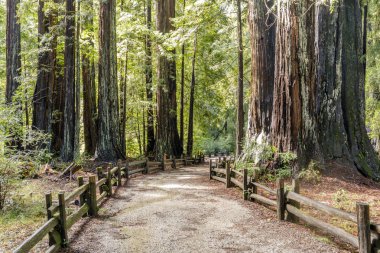 Eski kıyı Redwoods izi boyunca. Büyük havza Redwoods State Park, Santa Cruz County, Kaliforniya, ABD.