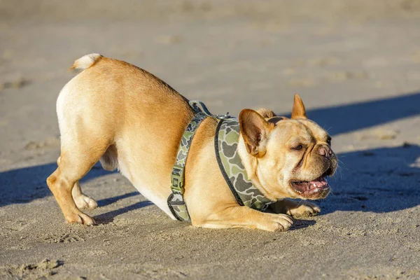 Juguetón Joven Bulldog Francés Macho Inclinándose Ladrando Otros Perros Playa —  Fotos de Stock