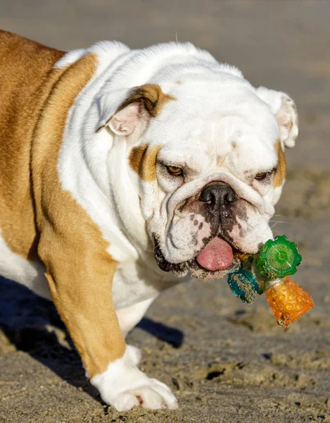 Joven Bulldog Inglés Hombre Una Playa British Bulldog Masticando Juguete — Foto de Stock