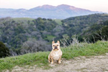 Oturma ve kameraya Mt Diablo ile arka planda seyir Frenchie. Briones Bölge Parkı, Contra Costa County, Kaliforniya, ABD.