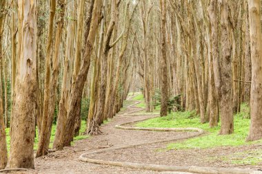 Okaliptüs Grove ahşap hatta bir kış günü. Presidio, San Francisco, Kaliforniya, ABD.