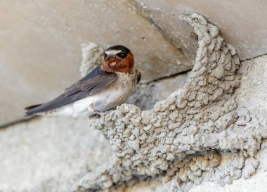 Cliff Swallow, insan yapımı yapılardaki çamur taneciklerinden yapılmış bardak yuvasının üzerine tünemişti. Santa Clara County, Kaliforniya, ABD.