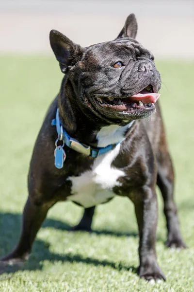 Brindle White Frenchie Male Standing Looking Away Leash Dog Park — Stock Photo, Image