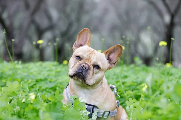 Genç Fransız devirme baş Olive Tree Grove önünde. Kuzey Kaliforniya, ABD.