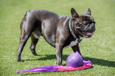 Brindle beyaz Fransız erkek ayakta onun oyuncak siyah. Kuzey Kaliforniya'da uzakta-kira kontratı köpek parkı.