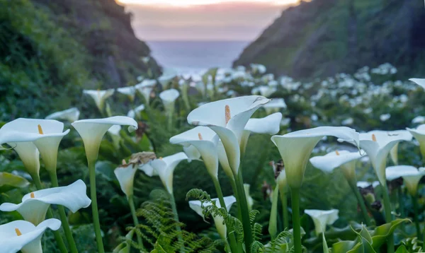 Calla Lily Vadisi çiçek açmış. Garrapata State Park, Monterey County, California, ABD.