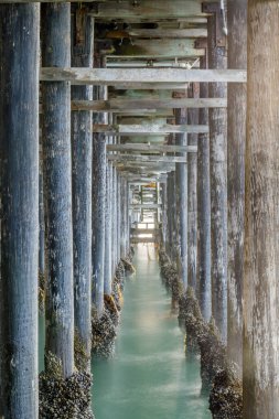 Santa Cruz Belediye Iskelesi altında. Santa Cruz, Kaliforniya, ABD.