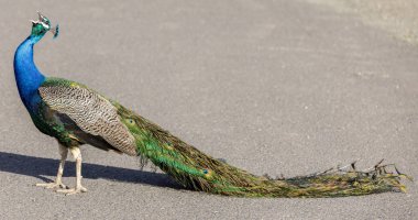 Erkek mavi veya Hint peafowl (Pavo cristatus) çökmüş bir kuyruk ile. Napa County, Kaliforniya, Amerika Birleşik Devletleri.