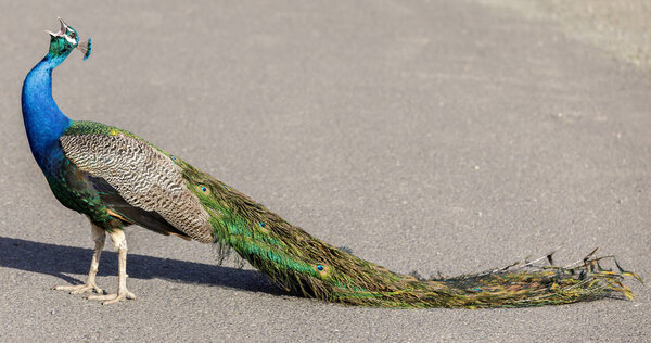 Male blue or Indian peafowl (Pavo cristatus) with a collapsed tail. Napa County, California, USA.