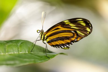 Kaplan heliconian (Heliconius ismenius) bir yaprak üzerine tünemiş. San Francisco Bilimler Akademisi Yağmur Ormanı Sergisi.