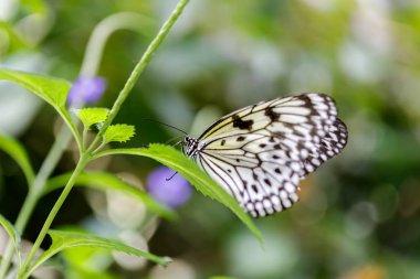Kağıt uçurtma (Fikir leuconoe) bir yaprak üzerinde tünemiş. San Francisco Bilimler Akademisi'nde Yağmur Ormanı sergisi.
