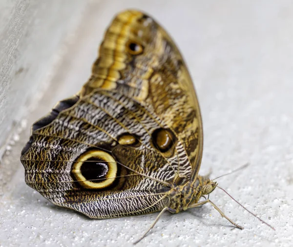 Eule Schmetterling Caligo Memnon Isoliert Regenwald Ausstellung Der Akademie Der — Stockfoto