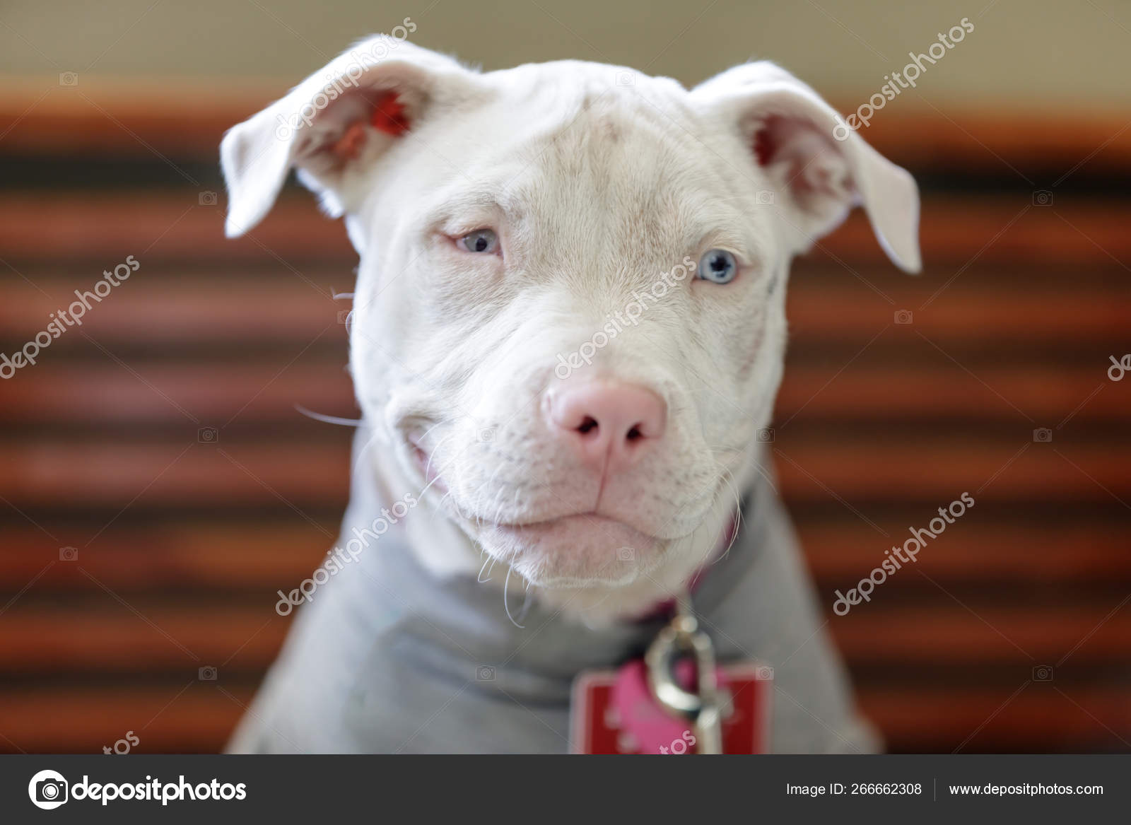 American Pit Bull Terrier Female Puppy Head Vet's Clinic Northern Stock  Photo by ©yhelfman 266662308